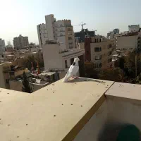 کفتر|پرنده|تهران, زعفرانیه|دیوار