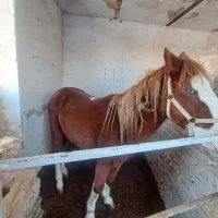 اسب|اسب و تجهیزات اسب‌سواری|مشهد, کلاته برفی|دیوار