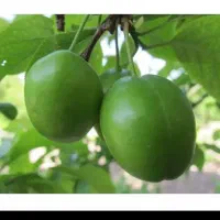 باغ با آب چشمه زیبا و چشم نواز(صخره نوردی توریستی)