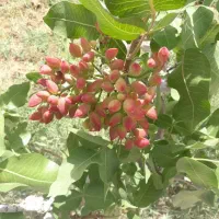 فروش زمین ۱۲۹۷ متری باغ پسته|فروش زمین و ملک کلنگی|شیراز, لب آب|دیوار