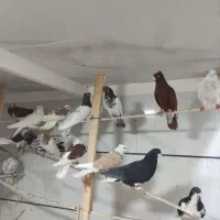 کبوتر کفتر|پرنده|خرمدره, |دیوار