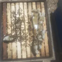 عسل گون کوهرنگ