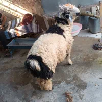 بره نر|حیوانات مزرعه|مسجد سلیمان, |دیوار