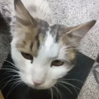 واگذاری رایگان گربه دستی