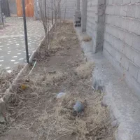 کلیه خدمات باغبانی|خدمات باغبانی و درختکاری|تبریز, |دیوار