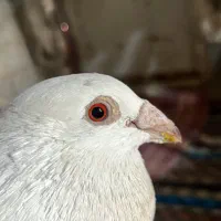 کبوتر پلاکی