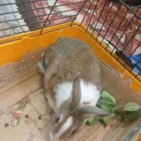 خرگوش|موش و خرگوش|شیراز, انجیره|دیوار