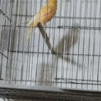 قناری  نر  با ماده|پرنده|بم, |دیوار