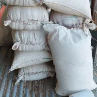 گندم آبی پیشگام|خدمات باغبانی و درختکاری|حسین آباد, |دیوار