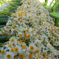 فروش گل نرگس کله قندی