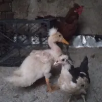 مرغ