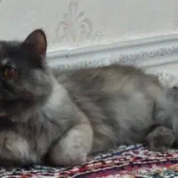 گربه بانژاذ|گربه|پلدختر, |دیوار