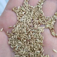 تخم کتان بهترین کیفیفت  سوپر لوکس