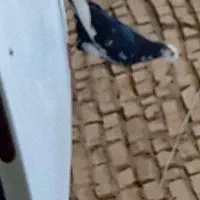 کبوتر رنگی|پرنده|اهواز, فدک|دیوار