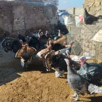 بوقلمون نر و ماده|حیوانات مزرعه|یزد, |دیوار