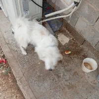 سگ در امیدیه