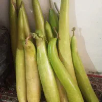 کدونی قلیانی