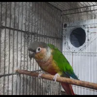 طوطی گرینچیک  عروس هلندی  و برزیلی