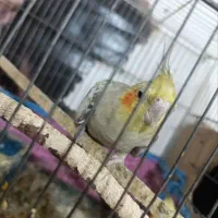 عروس هلندی|پرنده|مینودشت, |دیوار