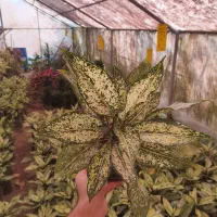 اگلونما،سطل۳،عباس آباد