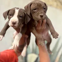 سگ پیتبول تریر