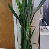 گل طبیعی|گل و گیاه طبیعی|شیراز, شاپورجان|دیوار