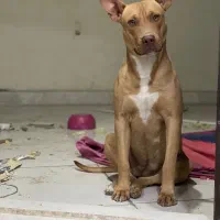 پیتبول فروشی|سگ|کرمان, |دیوار