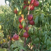 باغ-شخصی-2800متر-درختان-مثمر-سیاه-بید