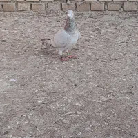 مسافتی گرفتنی|حیوانات|بندر ماهشهر, |دیوار