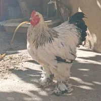 برهما  لایت|حیوانات مزرعه|بانه, |دیوار