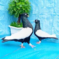 کفتر پرنده سینه سیاه