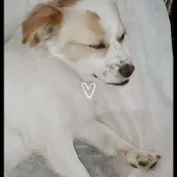 سگ گم شده