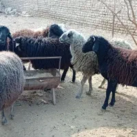 بره نر پروار شده با جو و خوراک ارگانیک