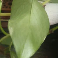 گیاه|گل و گیاه طبیعی|ری, دولت‌آباد|دیوار