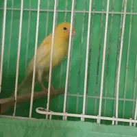 پرنده قناری پرتقالی قرص بخون