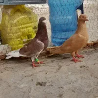 کبوتر پلاکی
