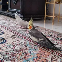 عروس هلندی نر و ماده