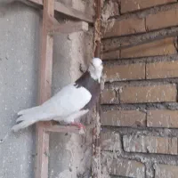 کفتر پرشی به شرط|پرنده|مشهد, فاطمیه|دیوار