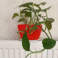 گل‌ طبیعی|گل و گیاه طبیعی|اردکان, |دیوار