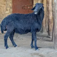 بره گوچ دو دندون|حیوانات مزرعه|نمین, |دیوار