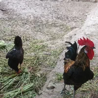 خروس و مرغ