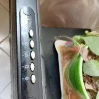 هود|هود|مشهد, مقدم|دیوار