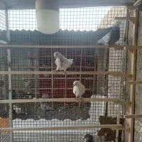 کبوتر|پرنده|نیشابور, شهرک اندیشه|دیوار