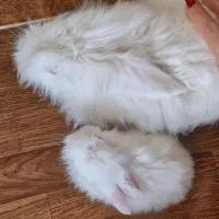 فروش خرگوش لُپ