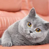 گربه اسکاتیش جهت جفتگیری