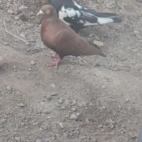 ماده ضمانتی