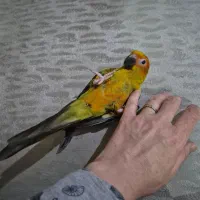 جوجه خورشیدی