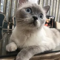 گربه اسکاتیش ماده