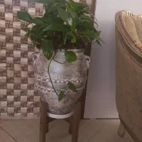گل پتوس و گل برنجی
