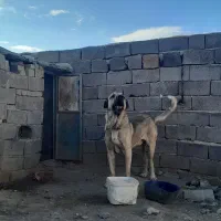 سلام واگزاری سگ پژدر|سگ|بهار, |دیوار